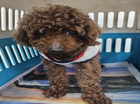 푸들 이미지 파일 입니다.