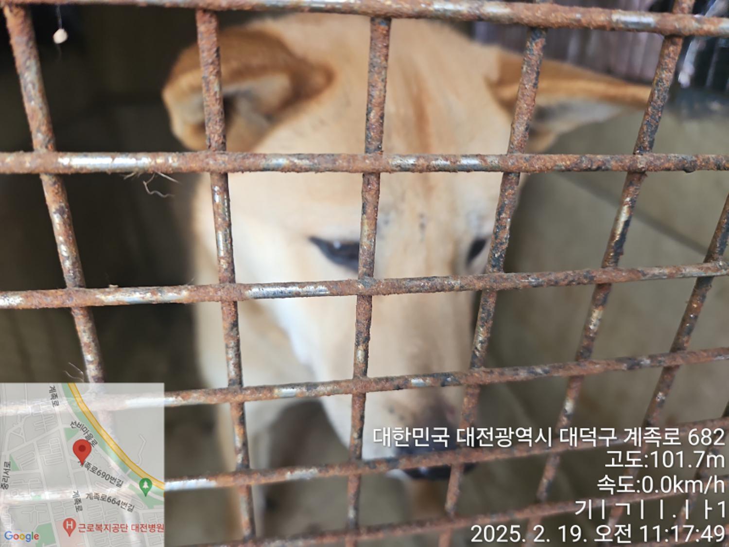 진도견 이미지 파일 입니다.