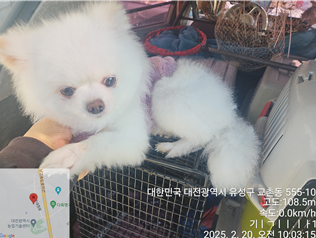 포메라니안 이미지 파일 입니다.