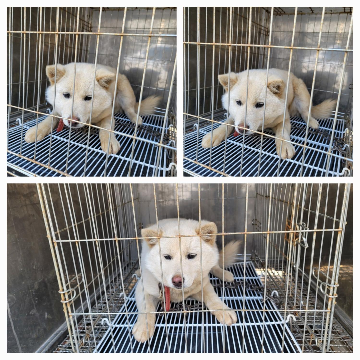 믹스견 이미지 파일 입니다.