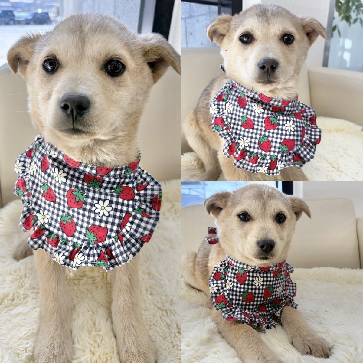 믹스견 이미지 파일 입니다.