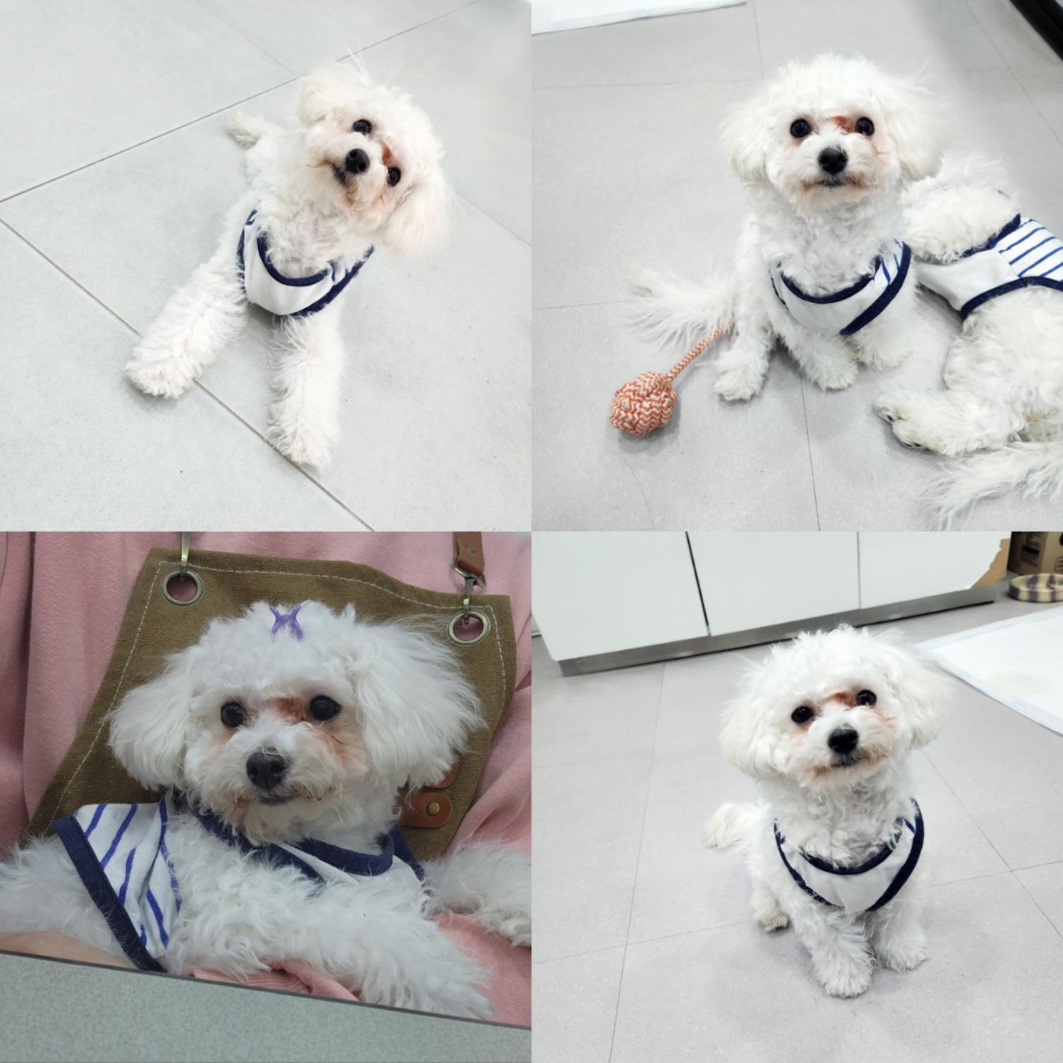 비숑 프리제 이미지 파일 입니다.