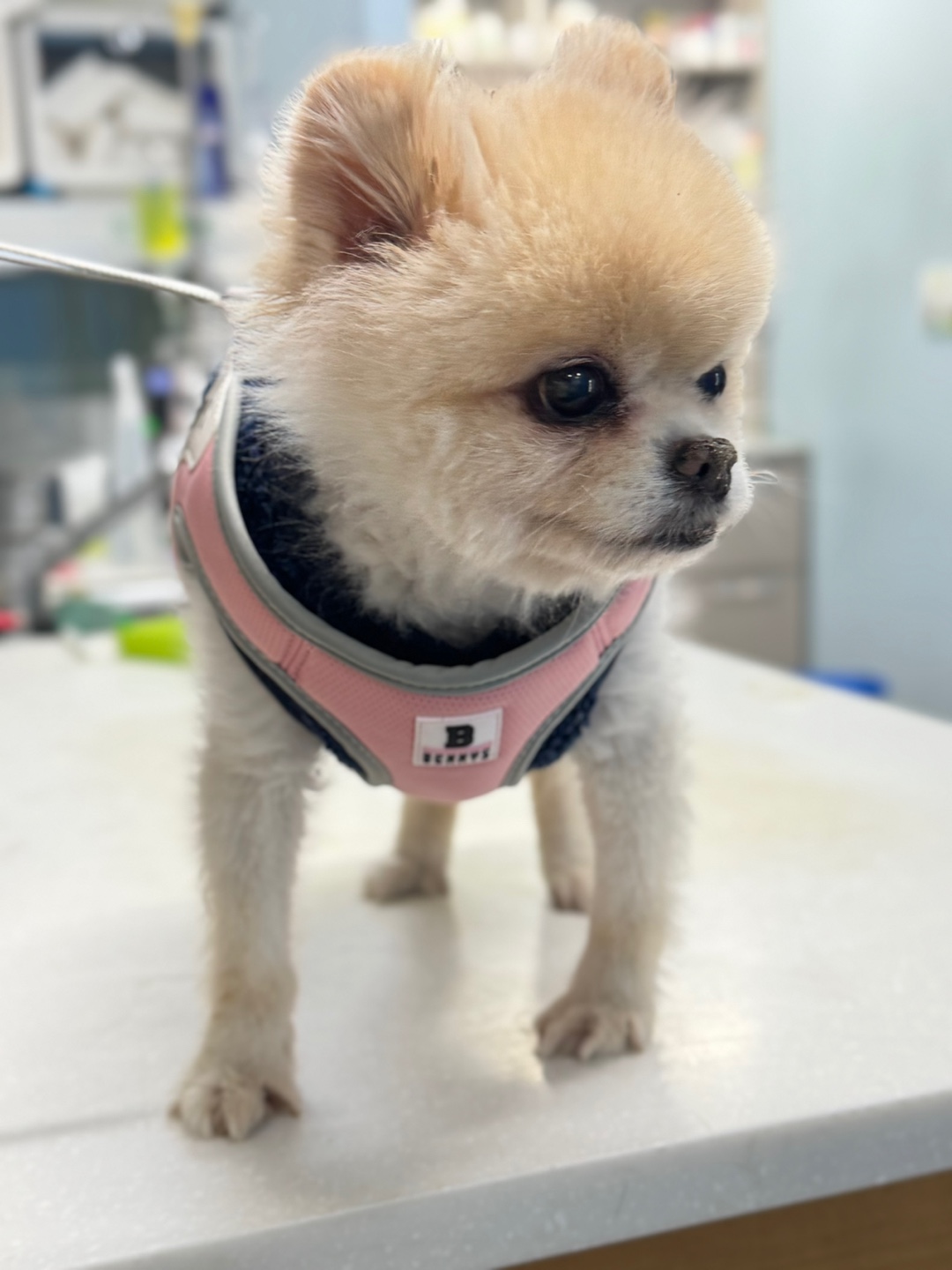 포메라니안 이미지 파일 입니다.