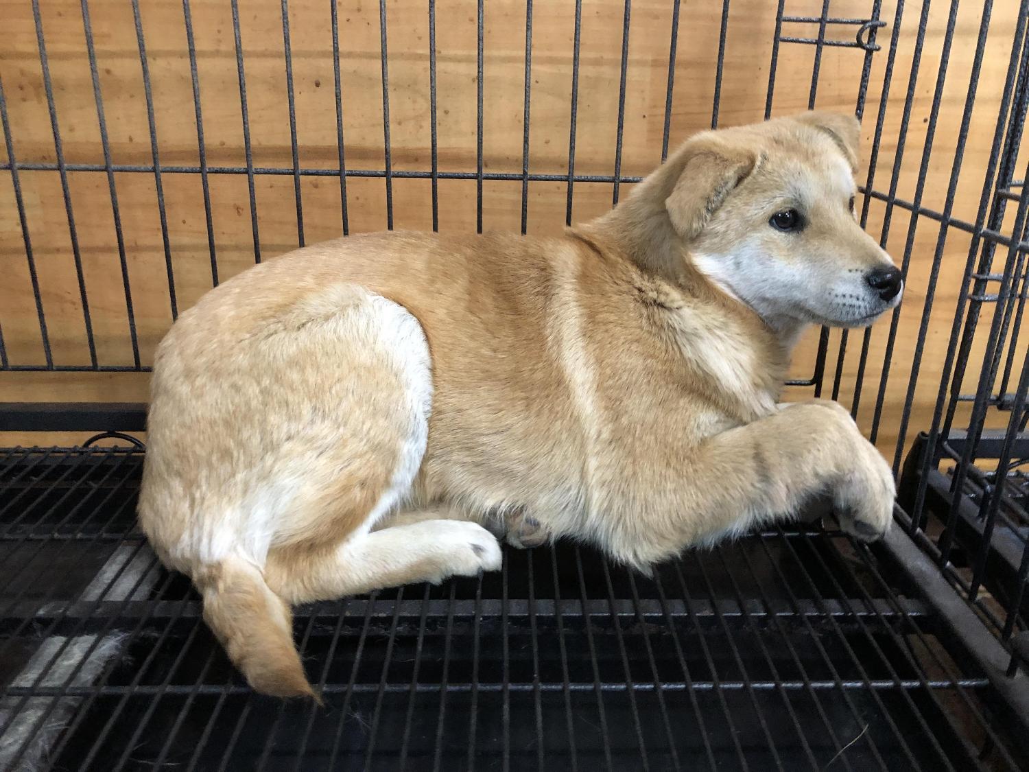 진도견 이미지 파일 입니다.
