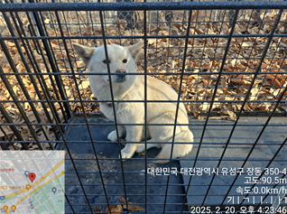 믹스견 이미지 파일 입니다.