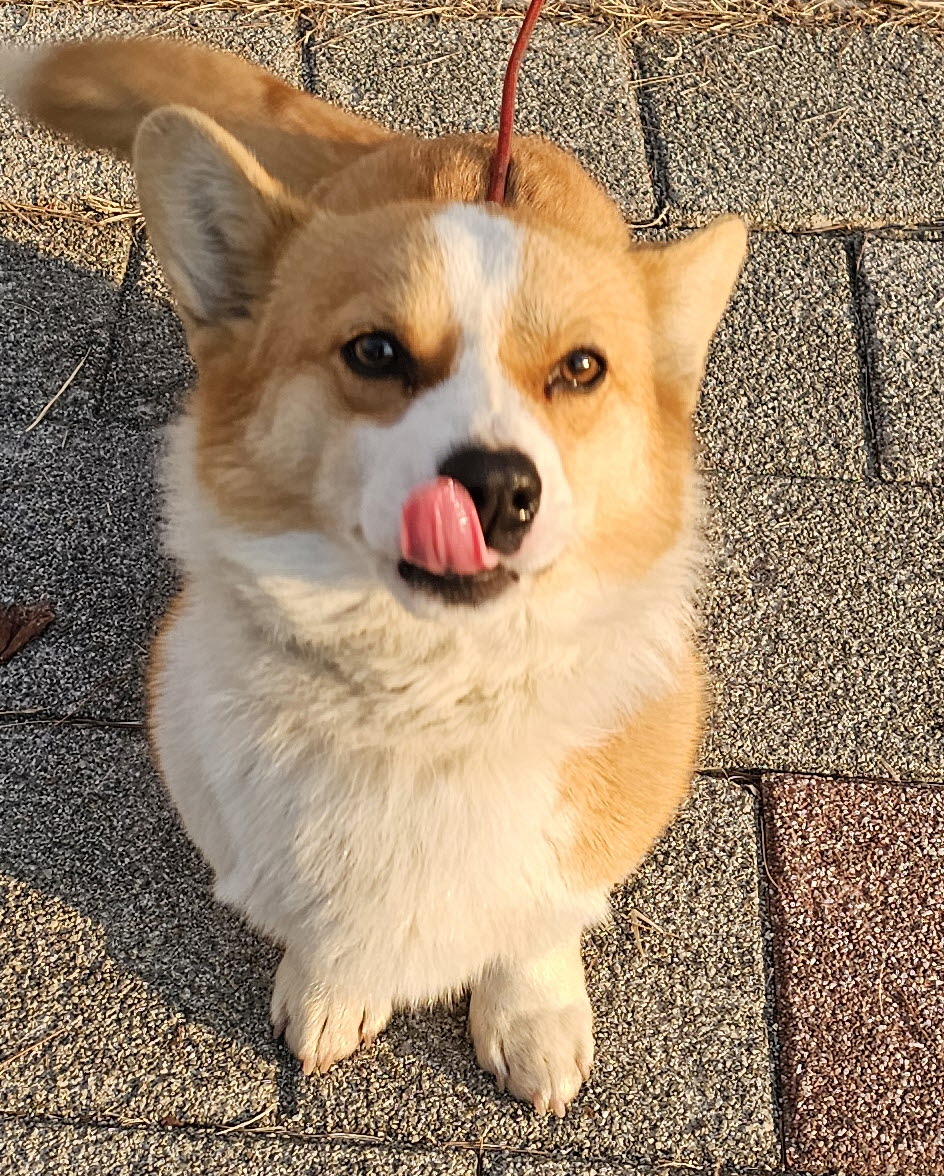 웰시 코기 카디건 이미지 파일 입니다.