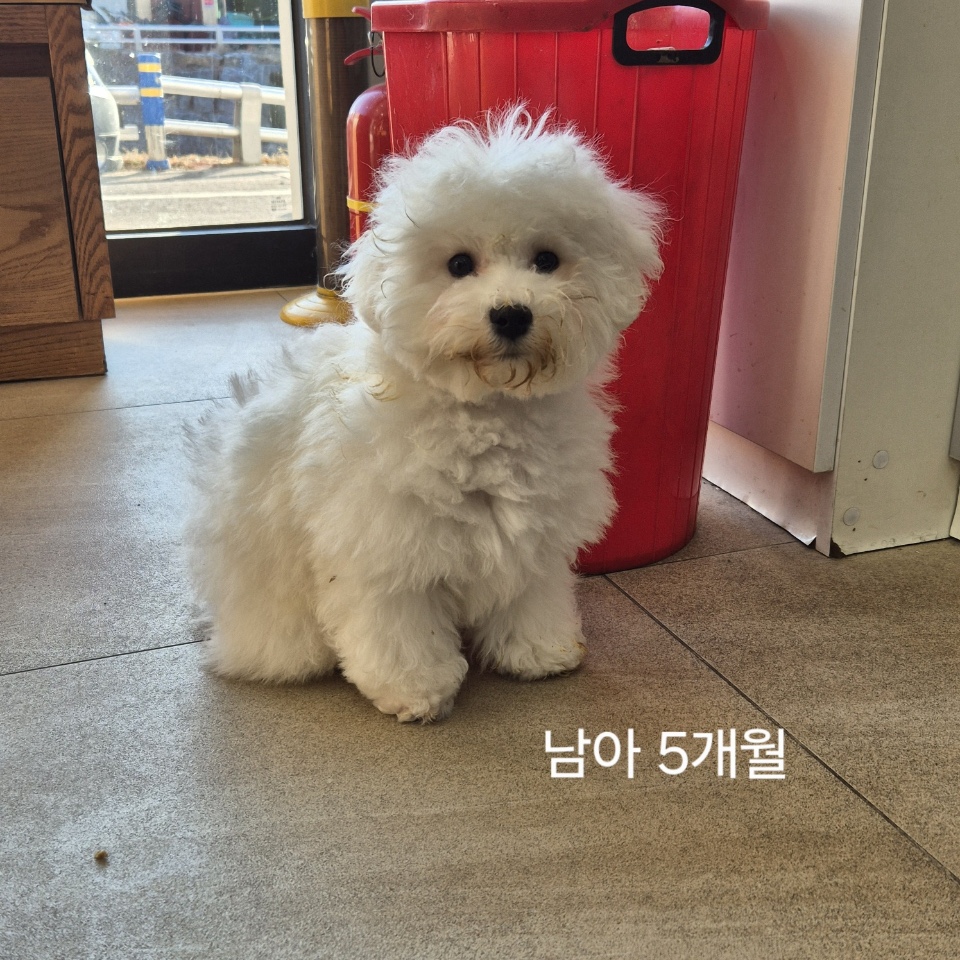 비숑 프리제 이미지 파일 입니다.
