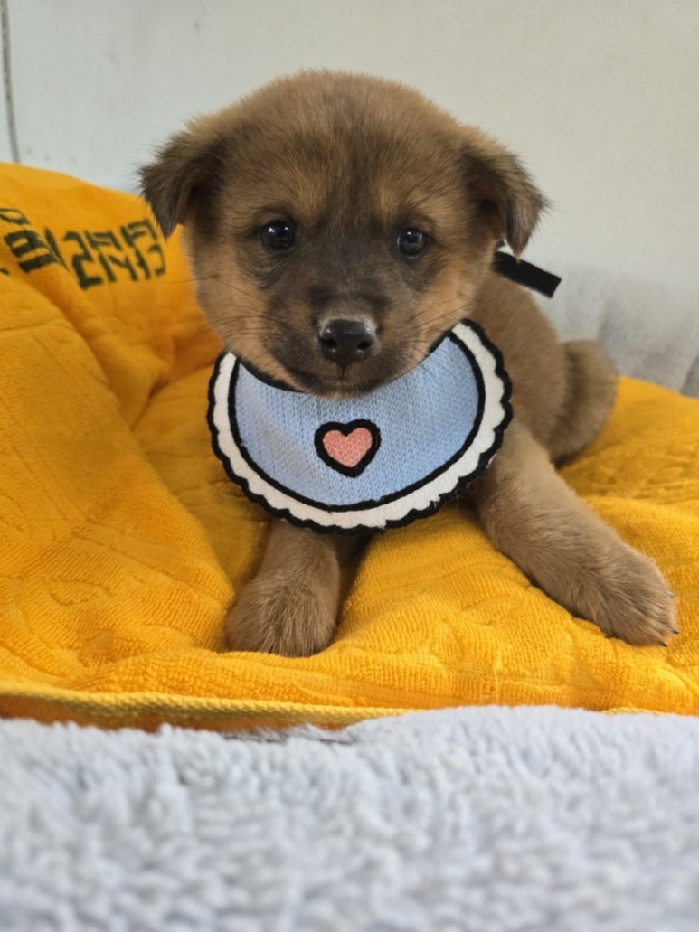 믹스견 이미지 파일 입니다.