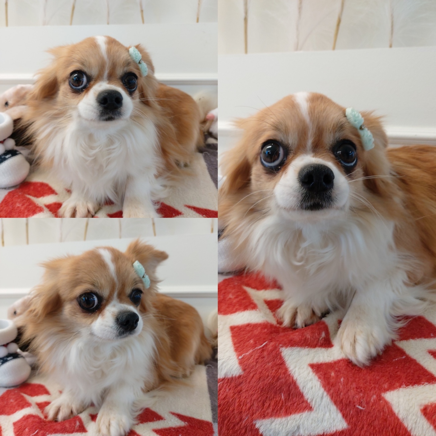 치와와 이미지 파일 입니다.