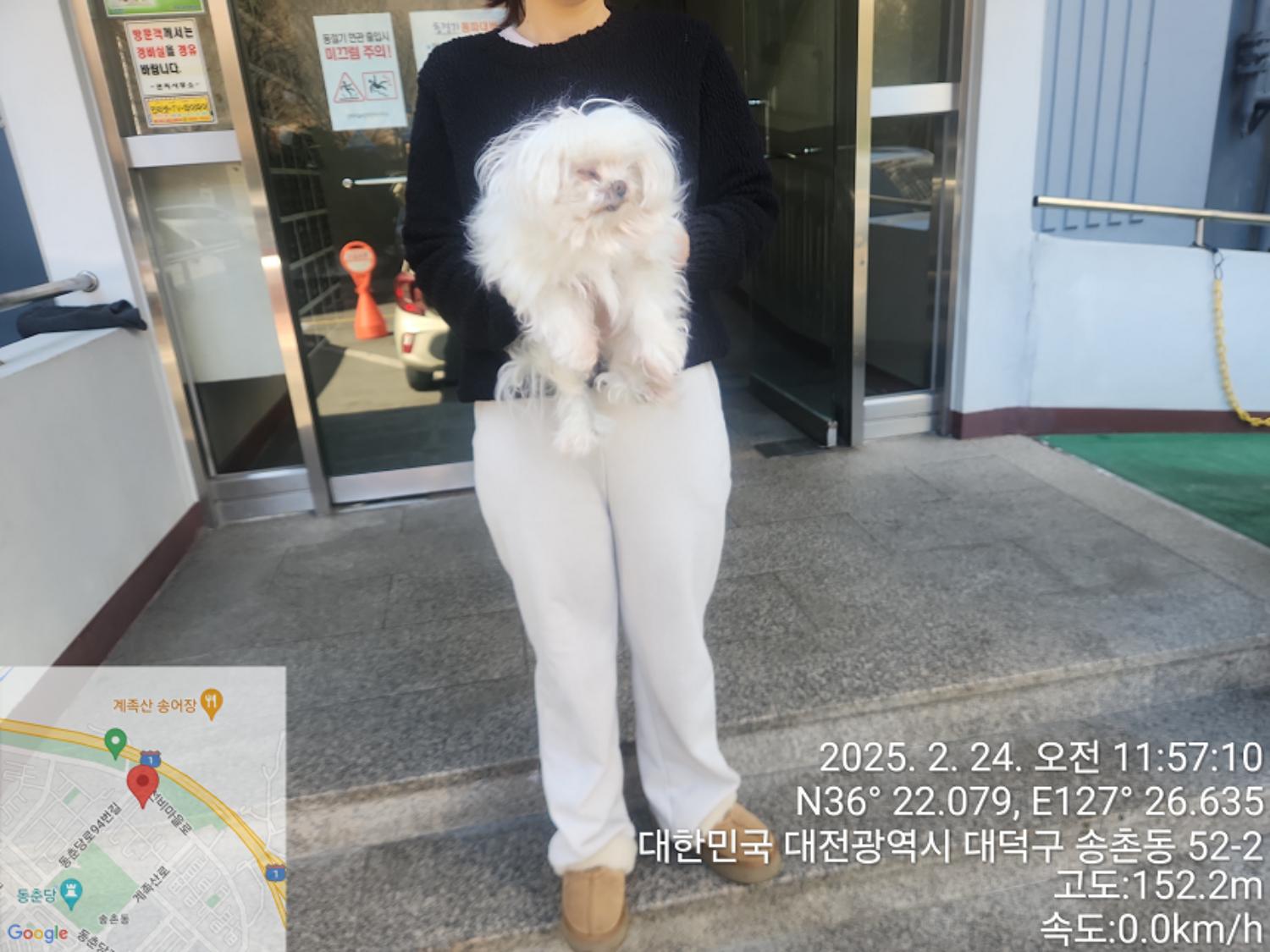 말티즈 이미지 파일 입니다.
