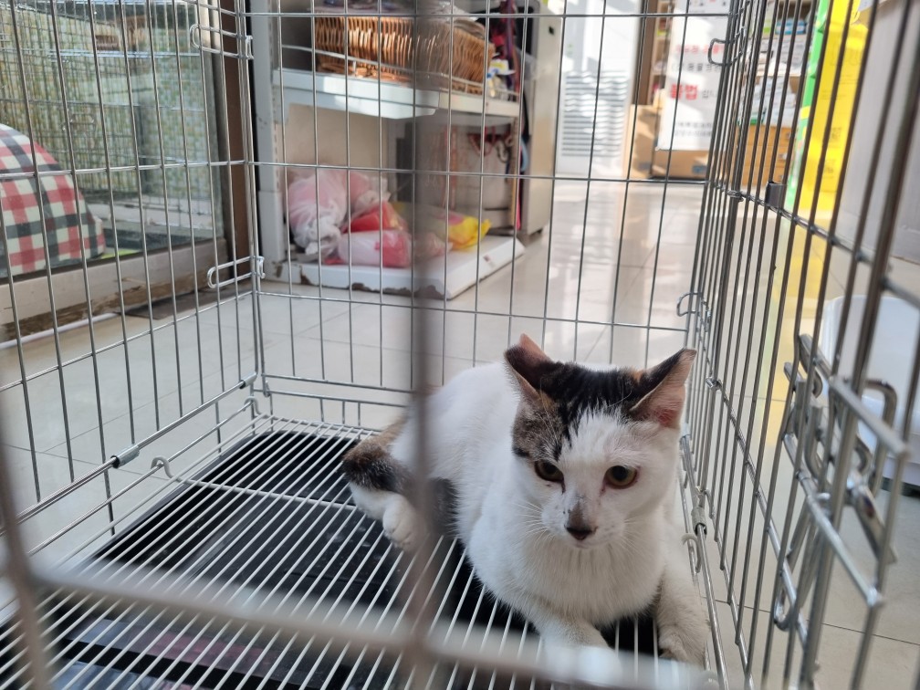 한국 고양이 이미지 파일 입니다.
