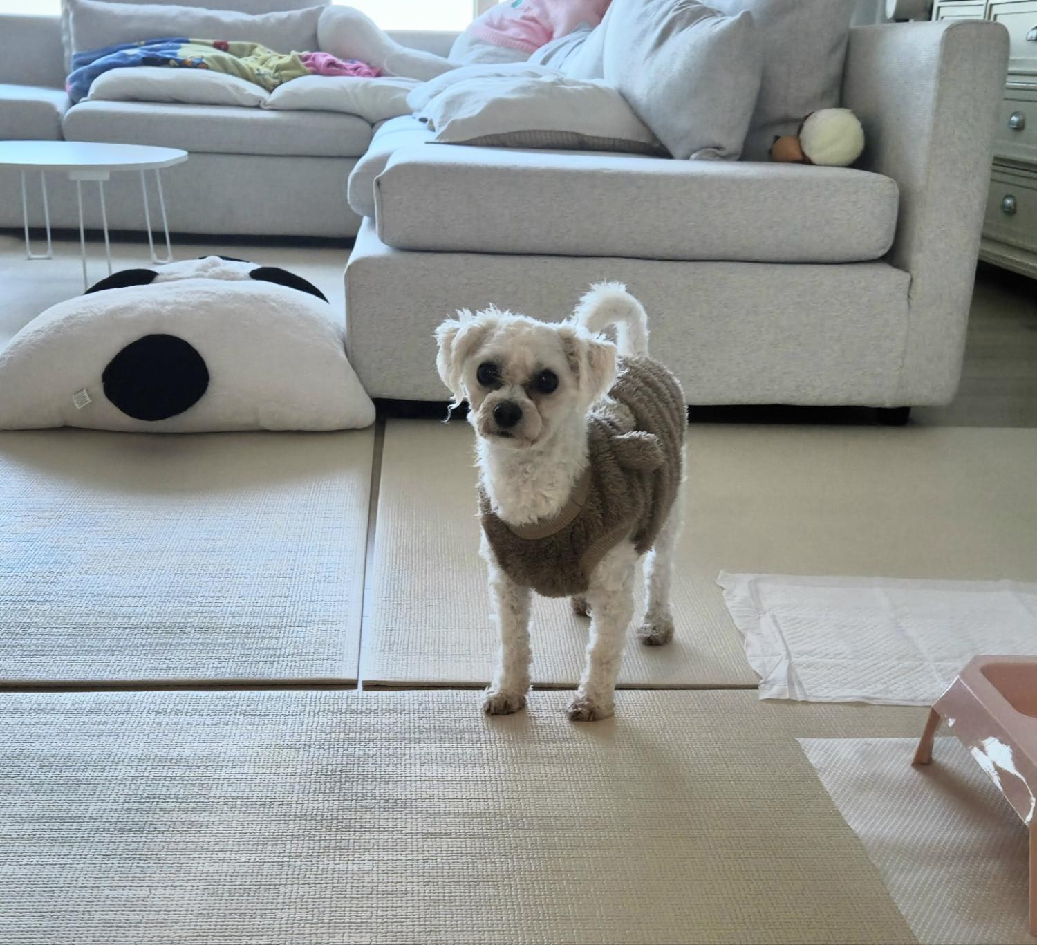 말티즈 이미지 파일 입니다.
