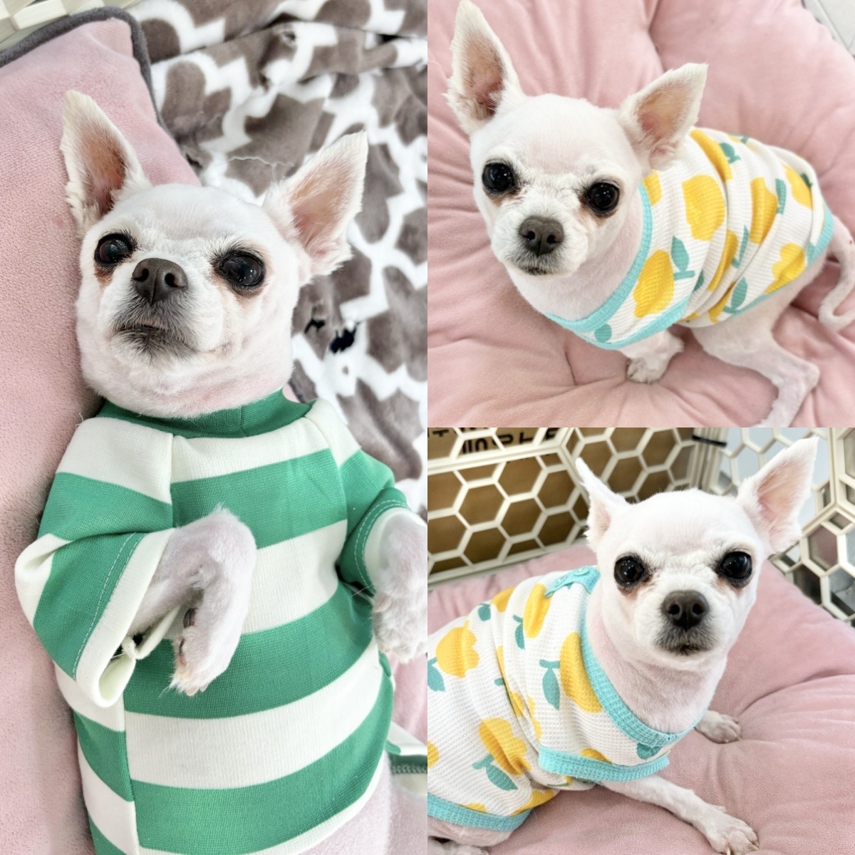 포메라니안 이미지 파일 입니다.