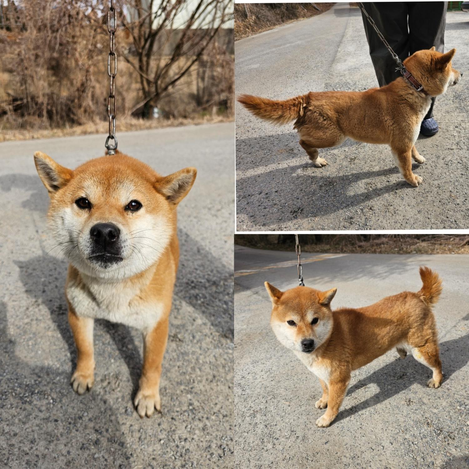 시바 이미지 파일 입니다.
