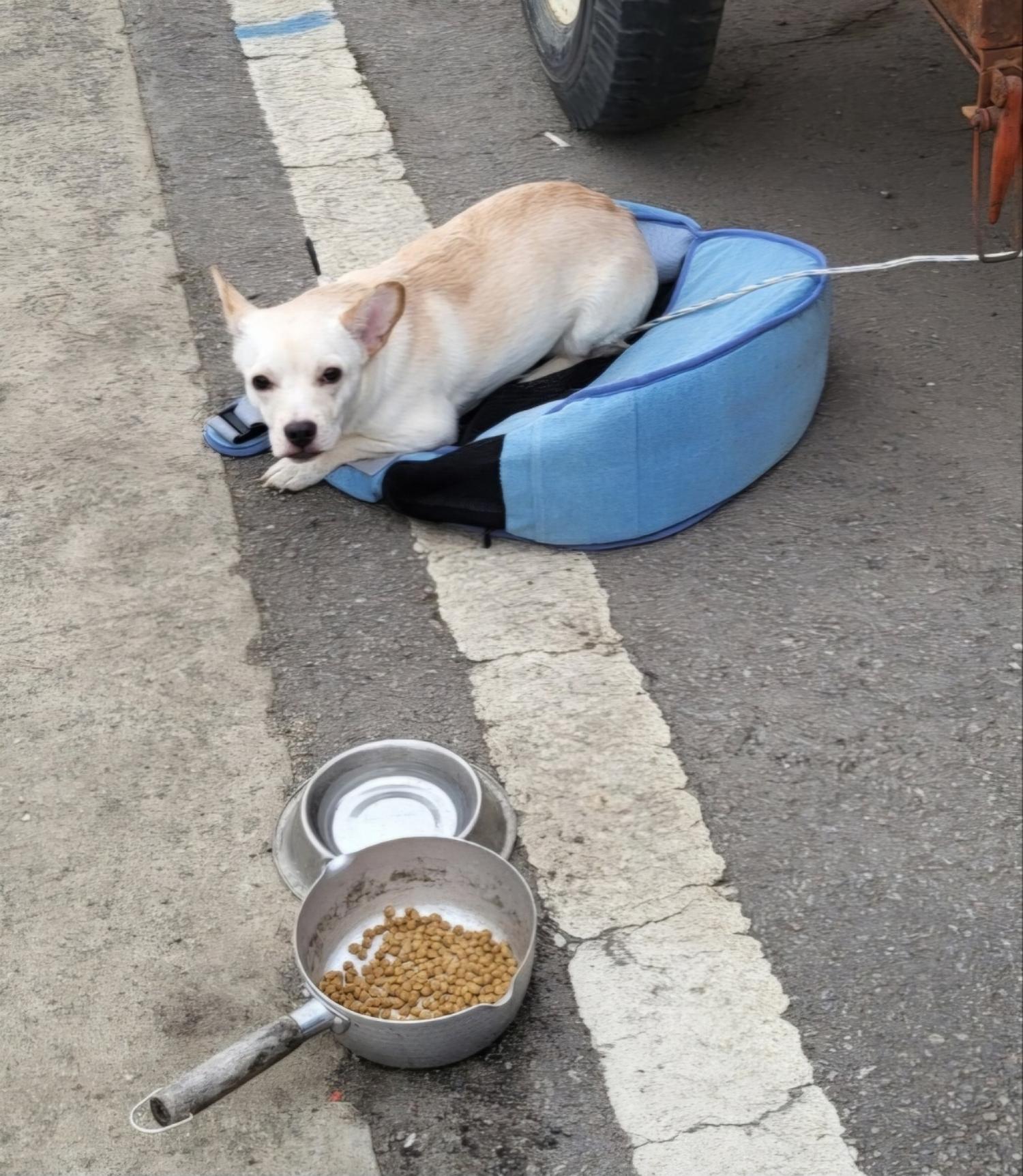 믹스견 이미지 파일 입니다.