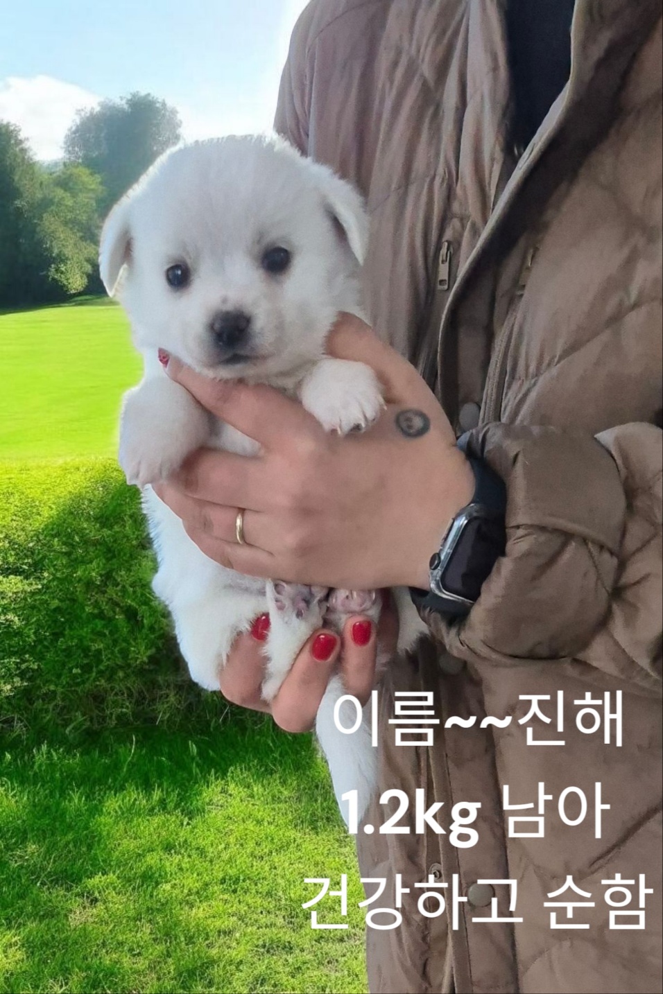 엄마는 치와와 이미지 파일 입니다.