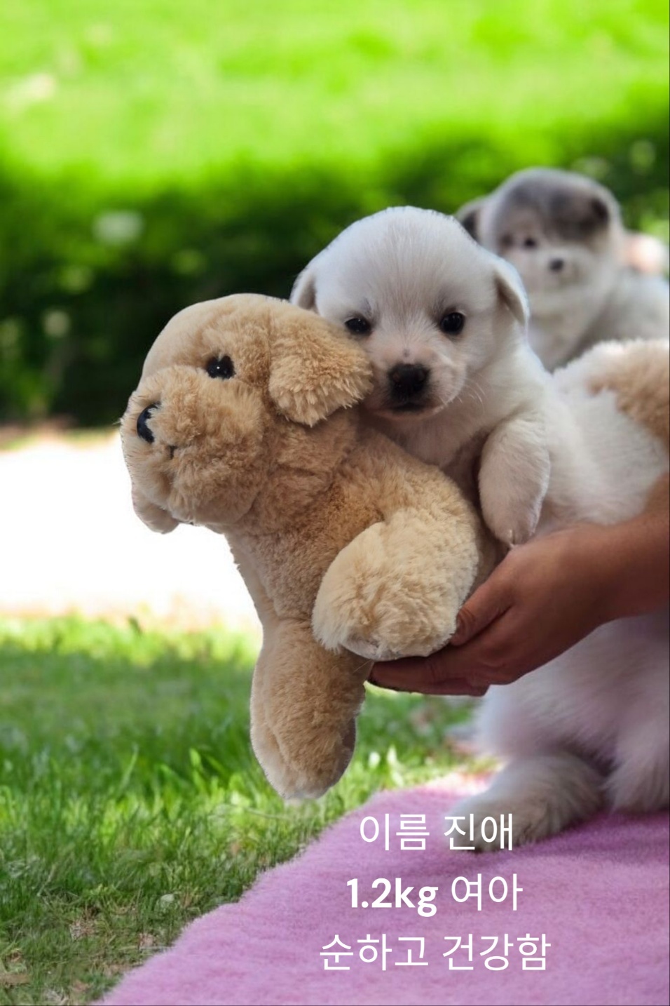엄마는 치와와 이미지 파일 입니다.