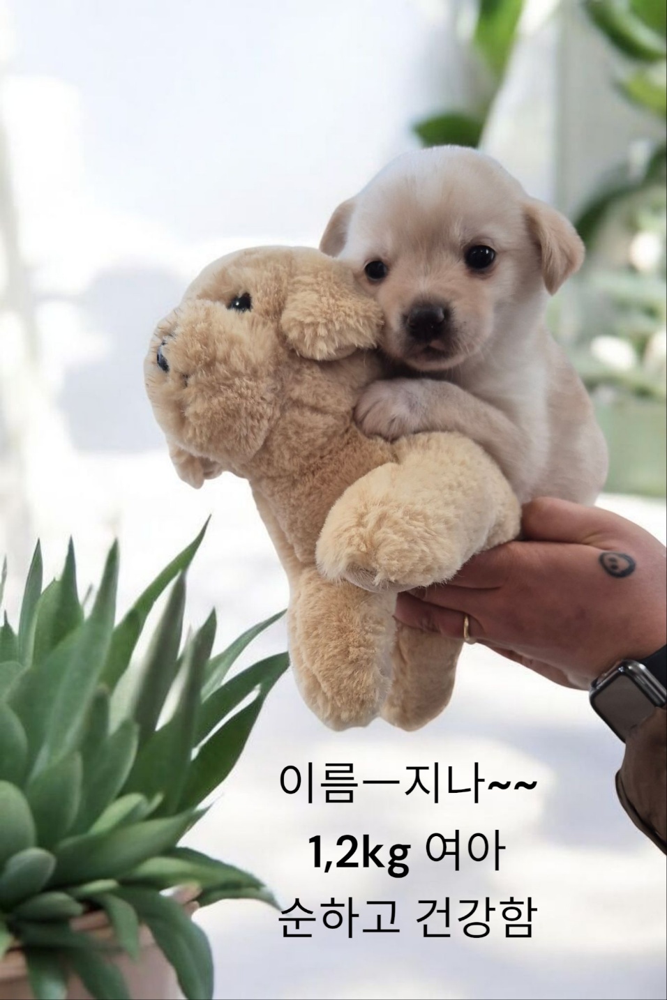 엄마는 치와와 이미지 파일 입니다.