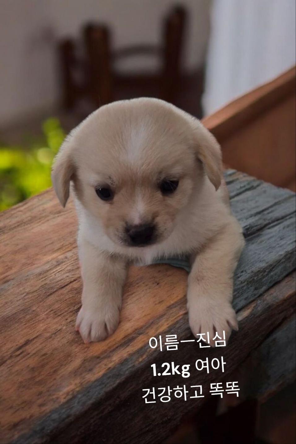 엄마는 치와와 이미지 파일 입니다.