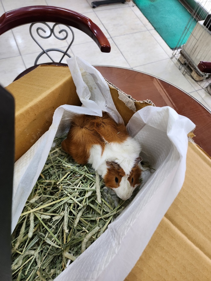 [기타축종] 기니피그 이미지 파일 입니다.