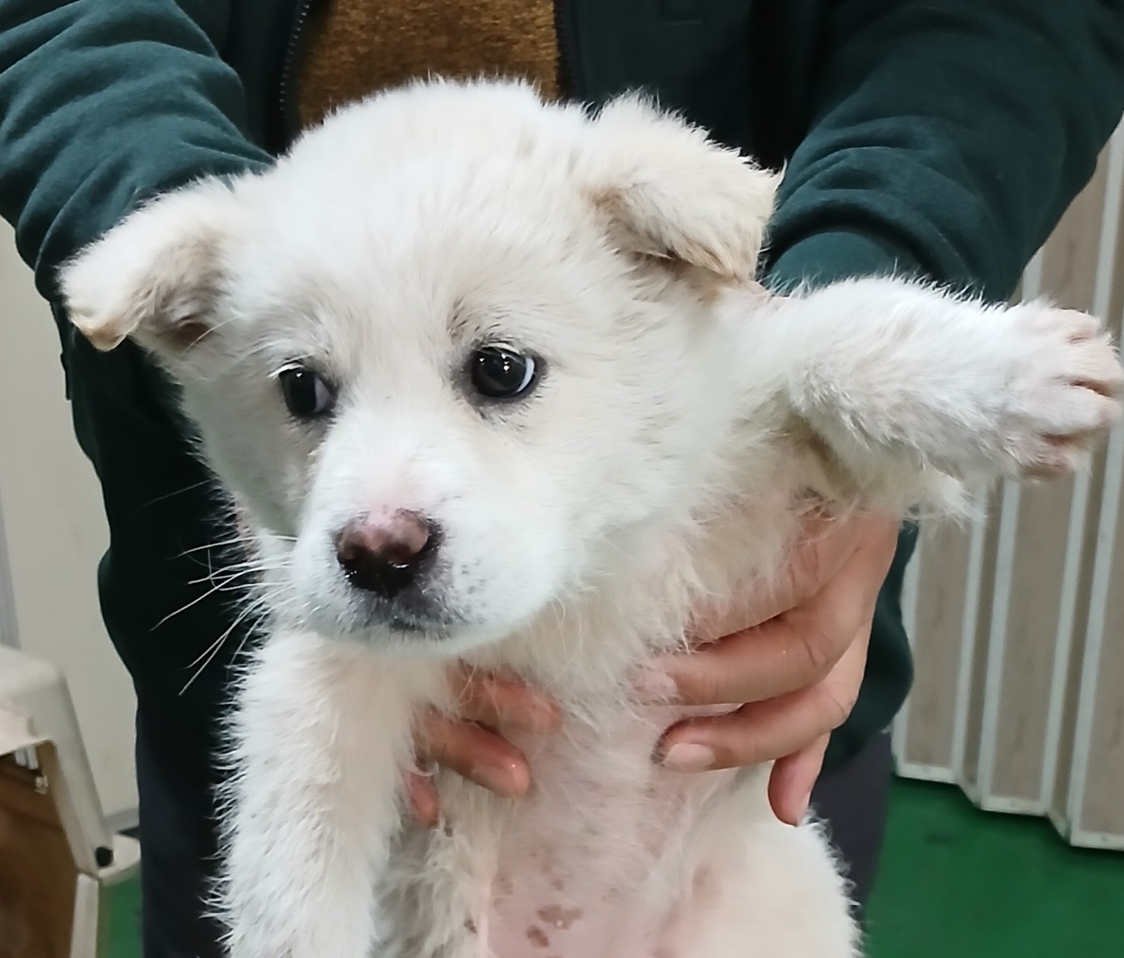 믹스견 이미지 파일 입니다.