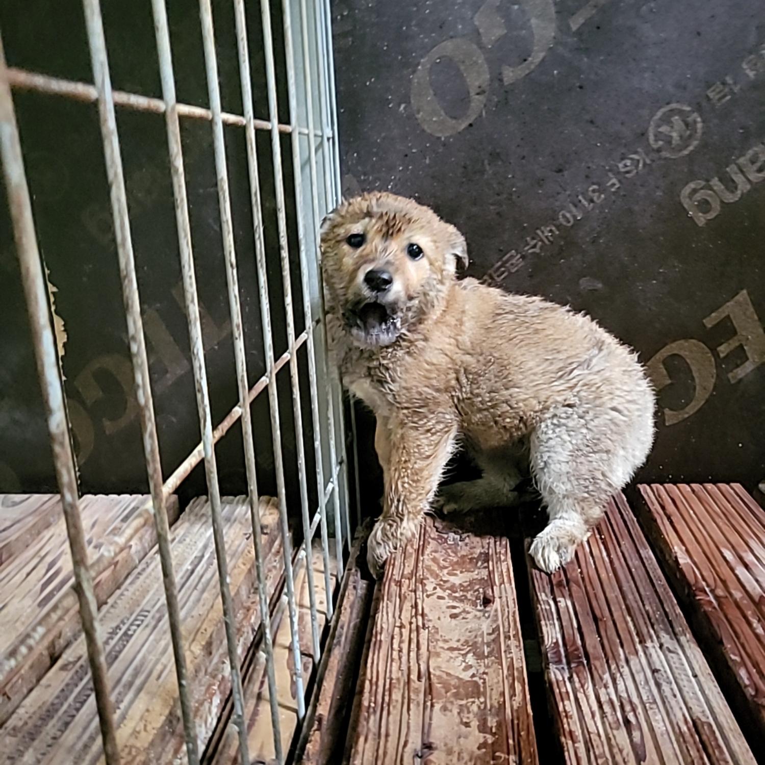 믹스견 이미지 파일 입니다.