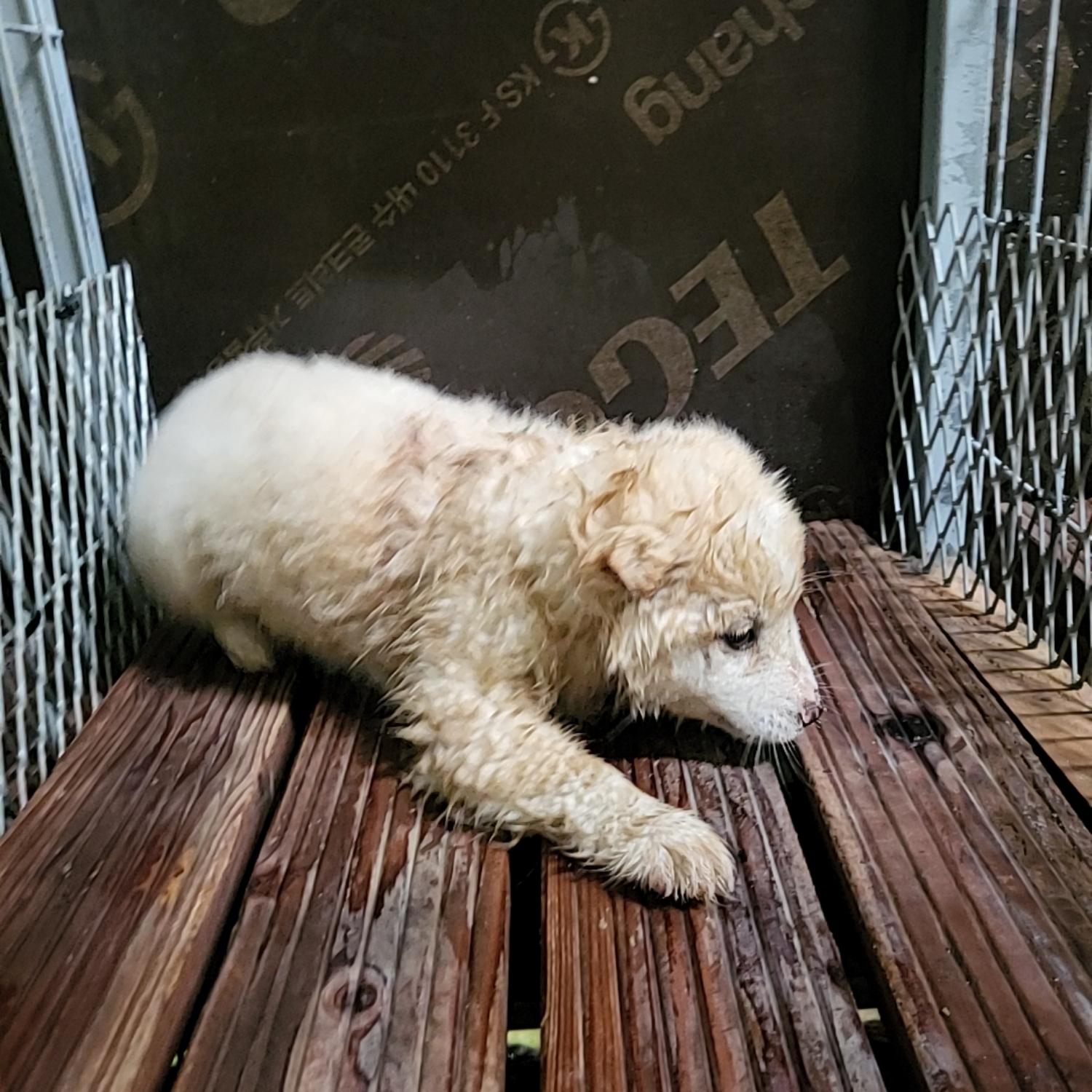 믹스견 이미지 파일 입니다.