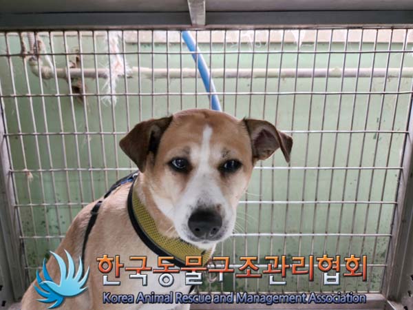 믹스견 이미지 파일 입니다.