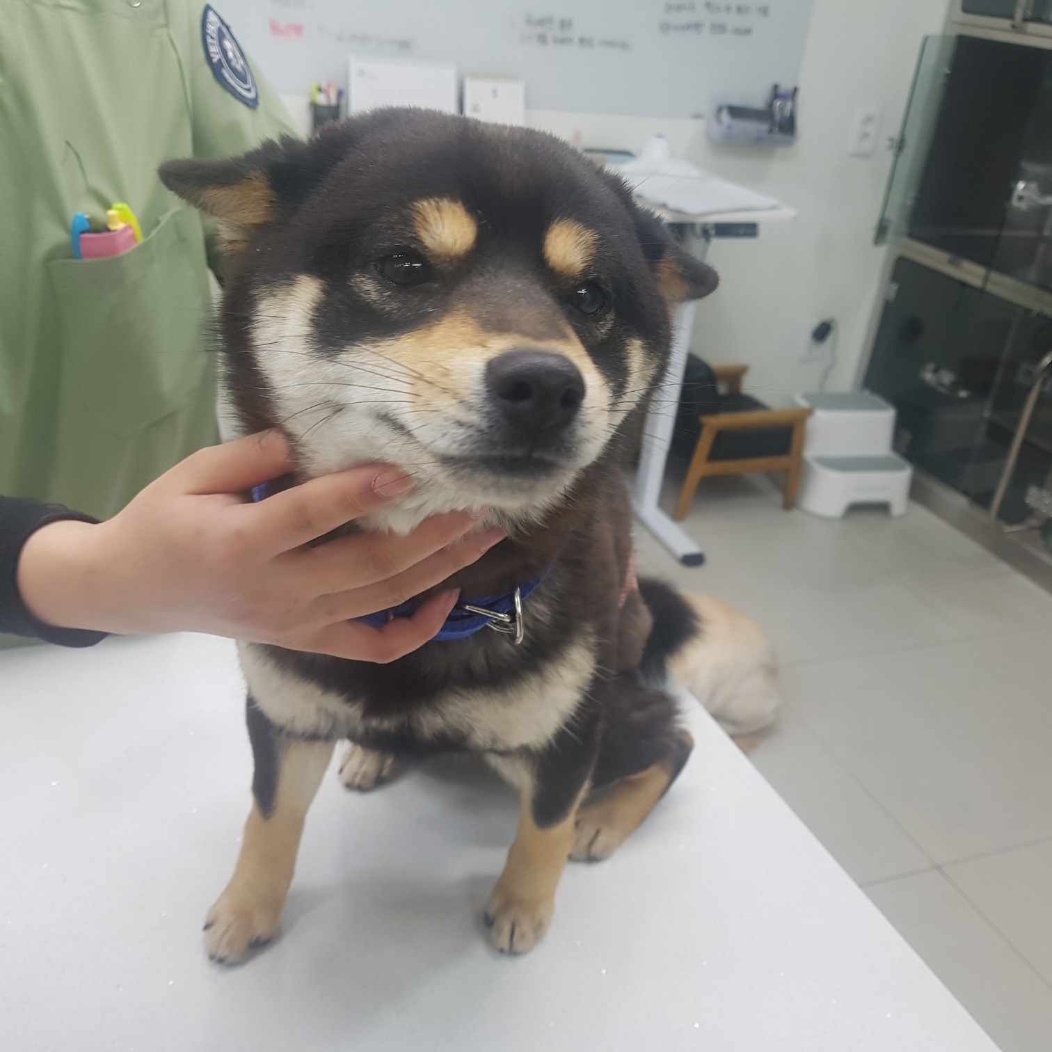 시바 이미지 파일 입니다.