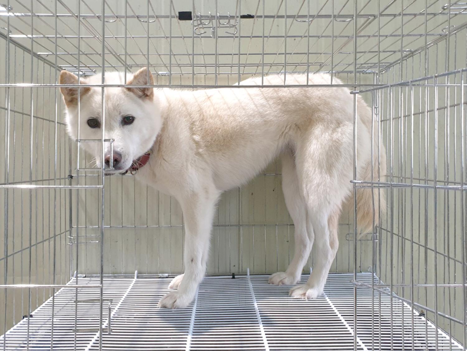 믹스견 이미지 파일 입니다.