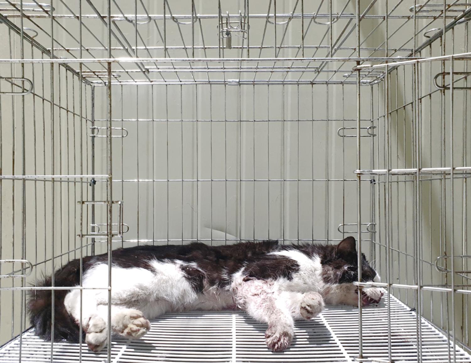 한국 고양이 이미지 파일 입니다.