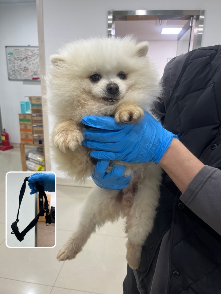 포메라니안 이미지 파일 입니다.