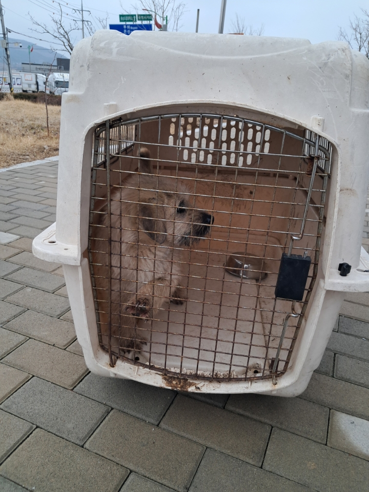 믹스견 이미지 파일 입니다.