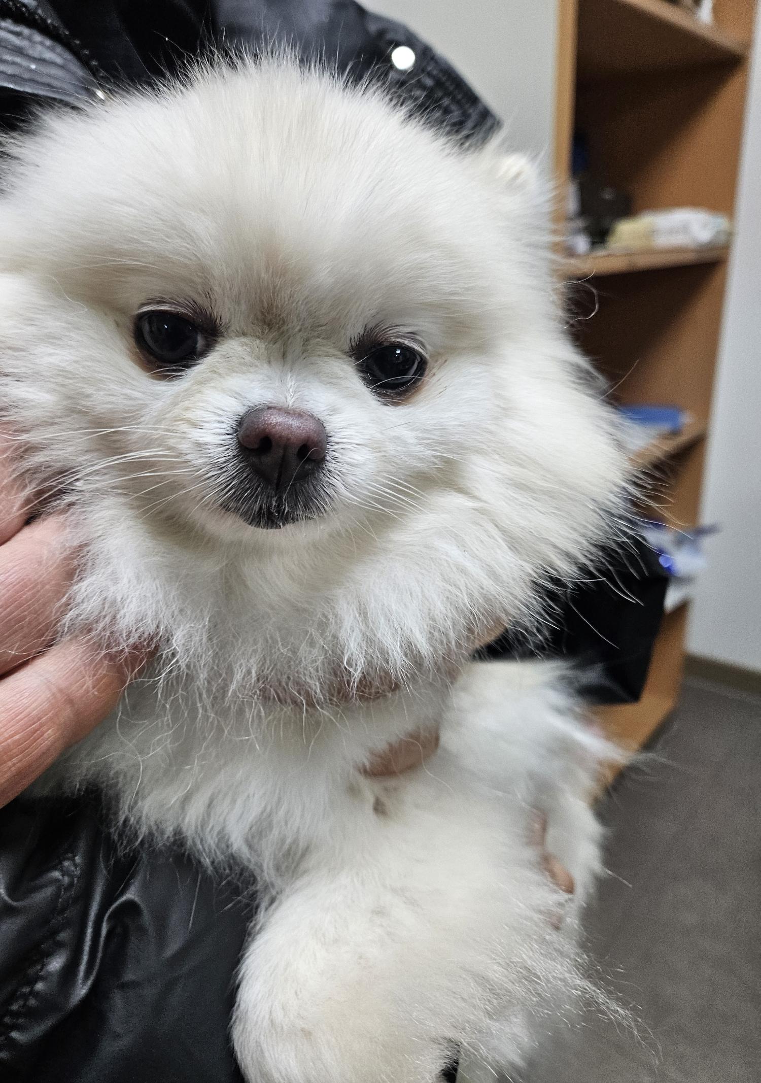 포메라니안 이미지 파일 입니다.