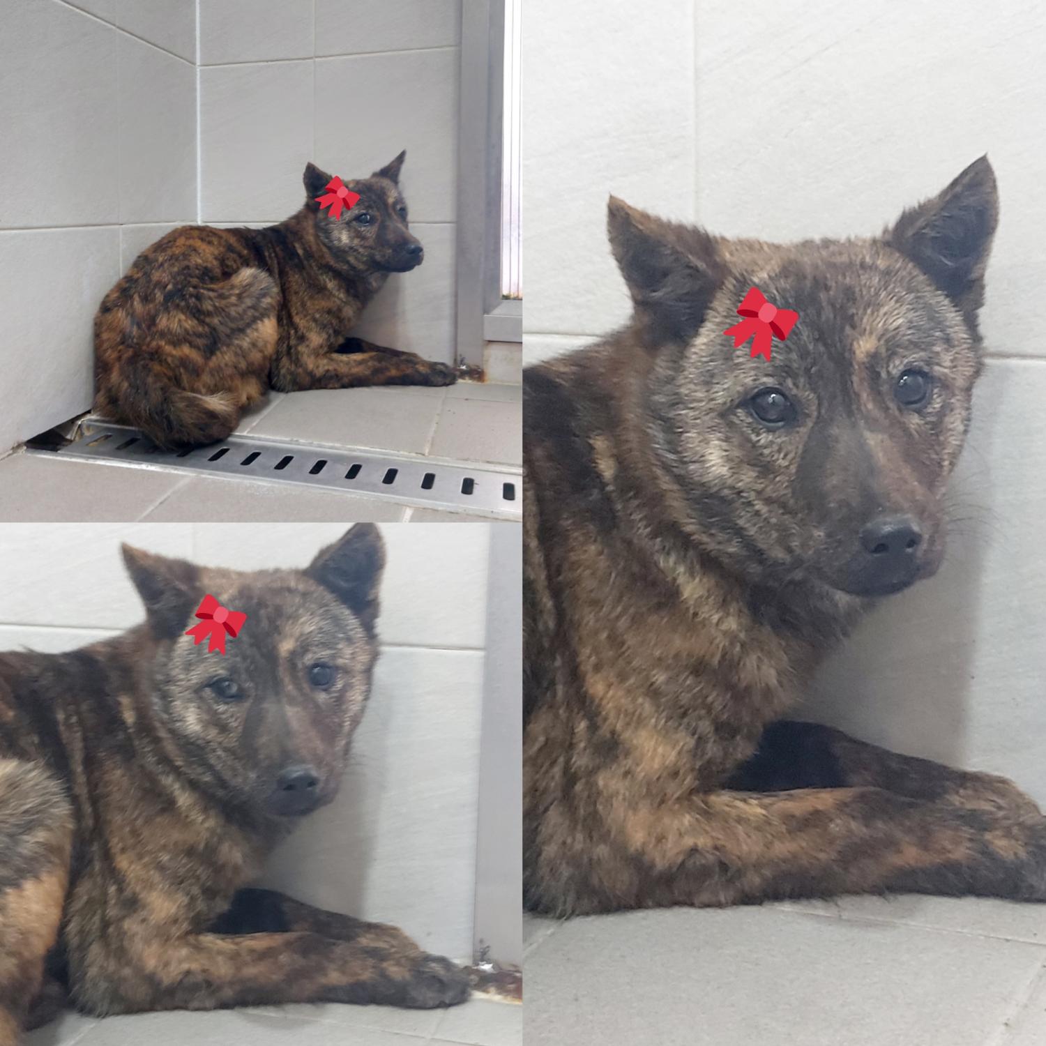 믹스견 이미지 파일 입니다.
