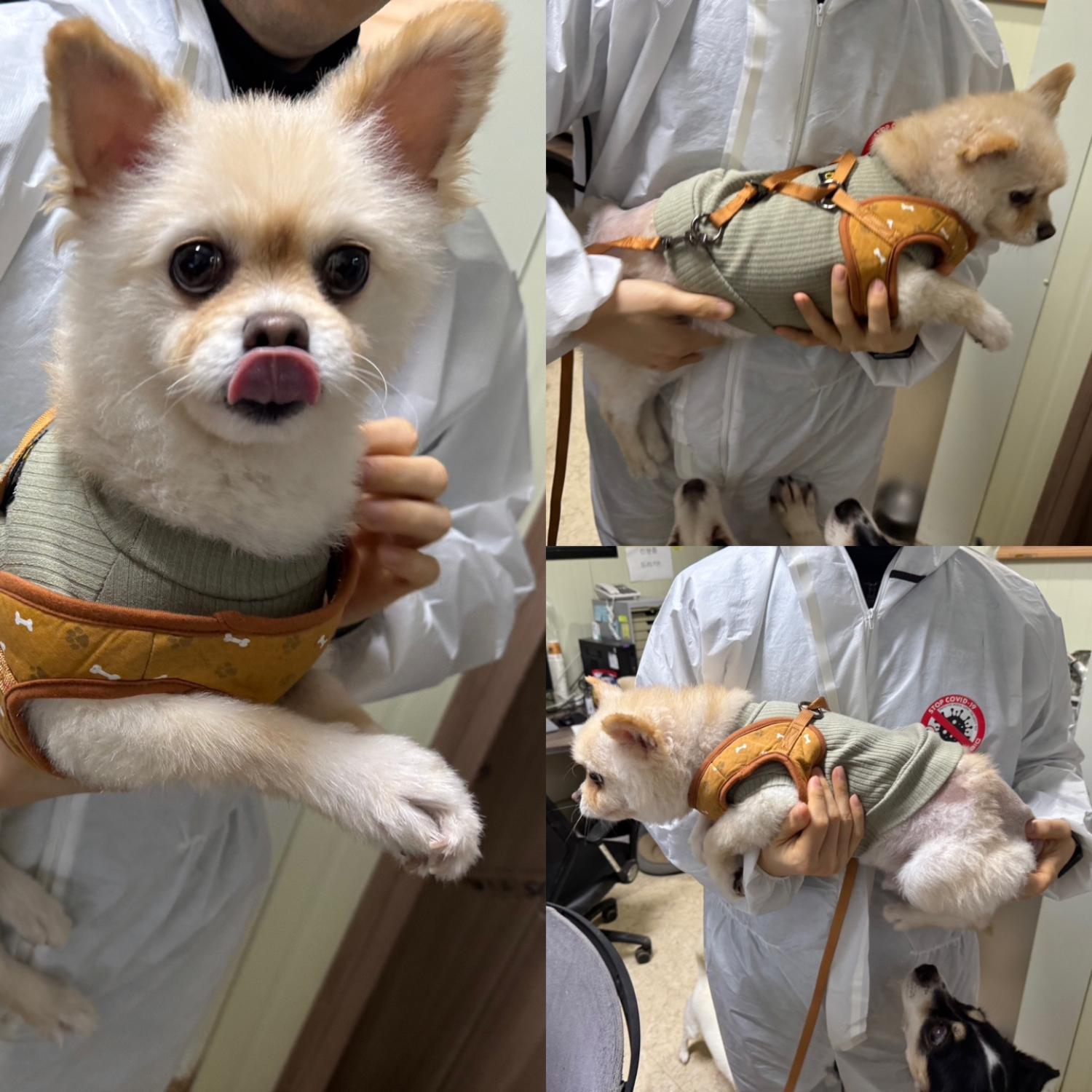 믹스견 이미지 파일 입니다.