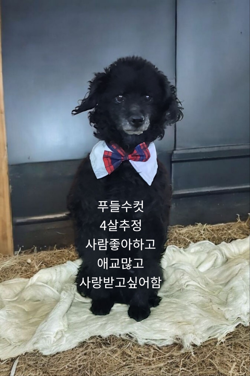 푸들 이미지 파일 입니다.