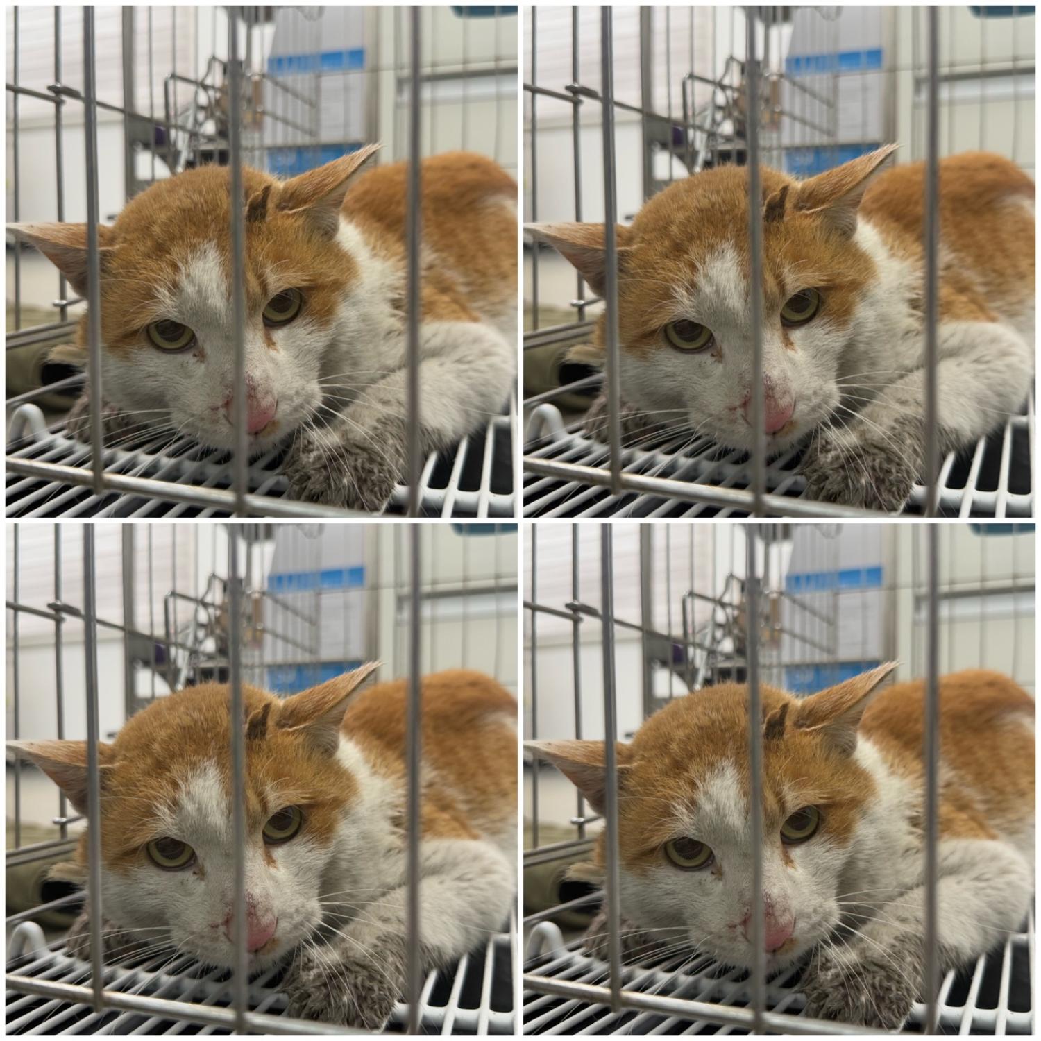 한국 고양이 이미지 파일 입니다.