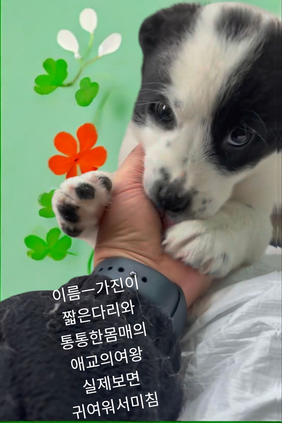 잭러셀테리어믹스 이미지 파일 입니다.