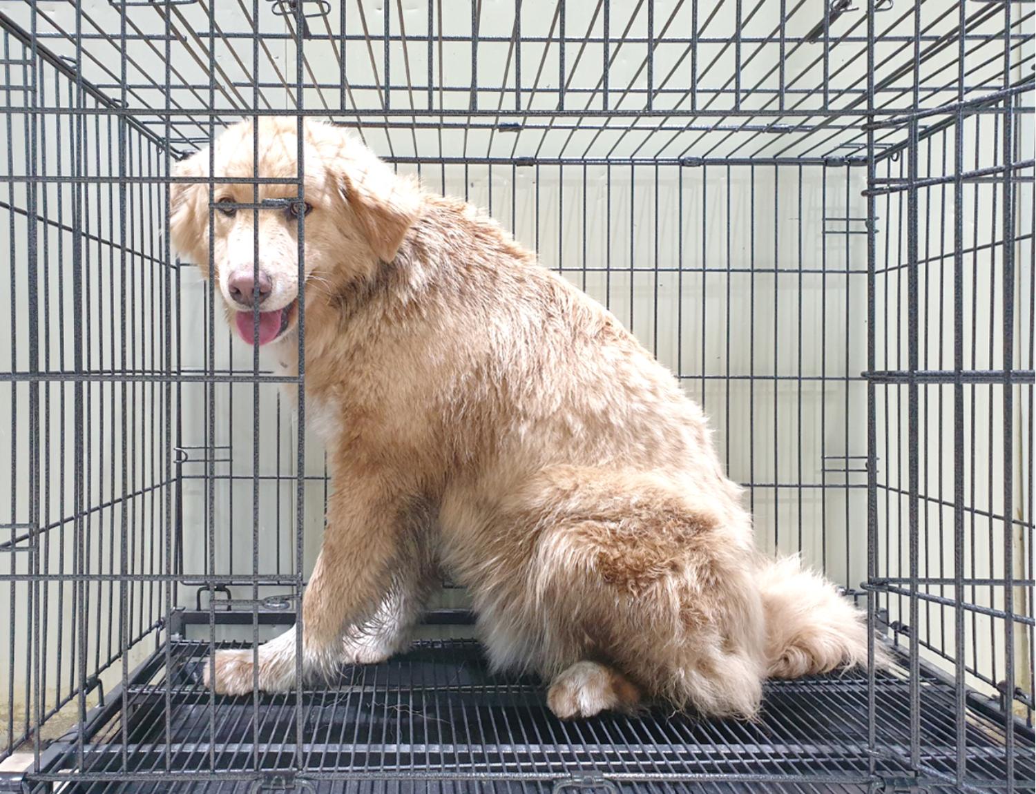 믹스견 이미지 파일 입니다.