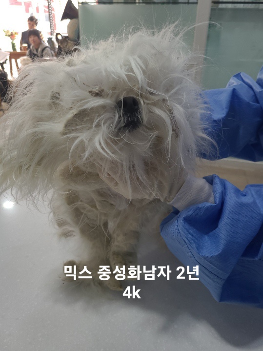 믹스견 이미지 파일 입니다.