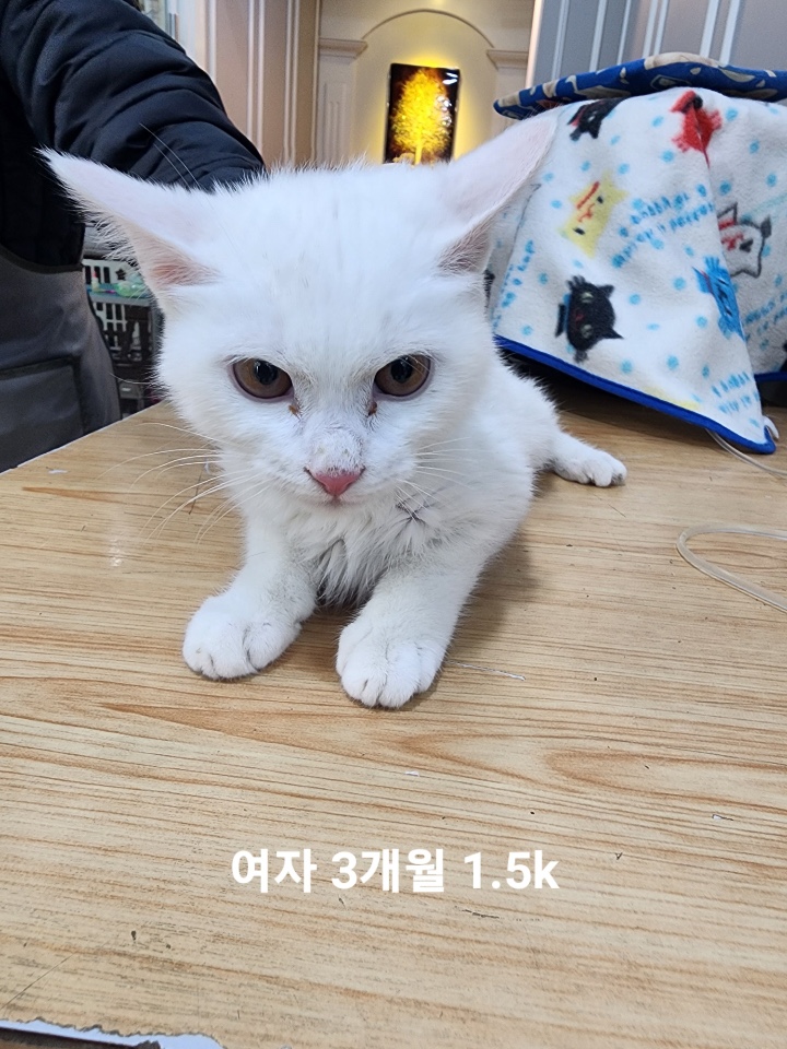 한국 고양이 이미지 파일 입니다.