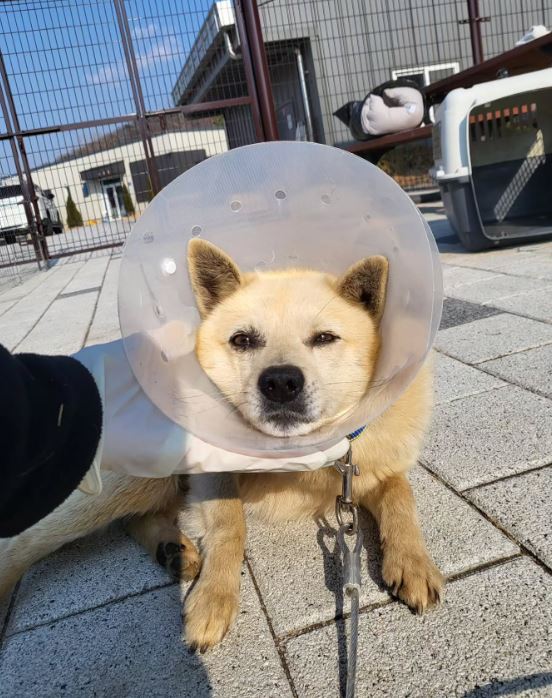 믹스견 이미지 파일 입니다.