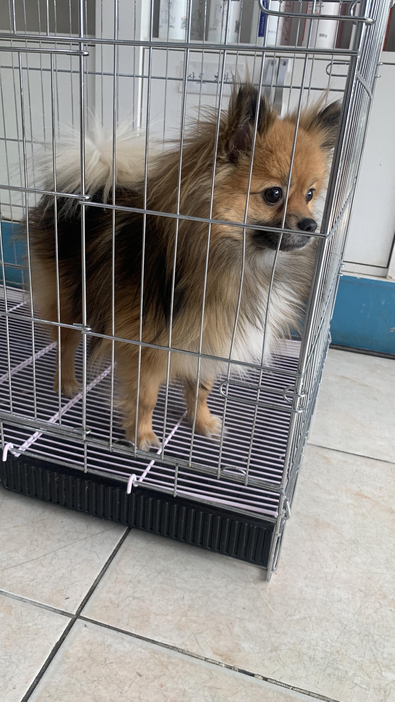 포메라니안 이미지 파일 입니다.