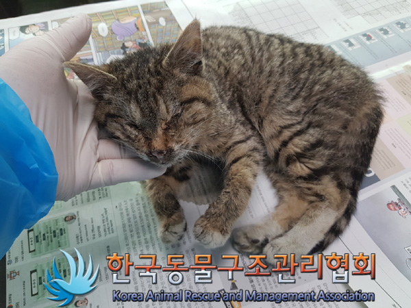 한국 고양이 이미지 파일 입니다.