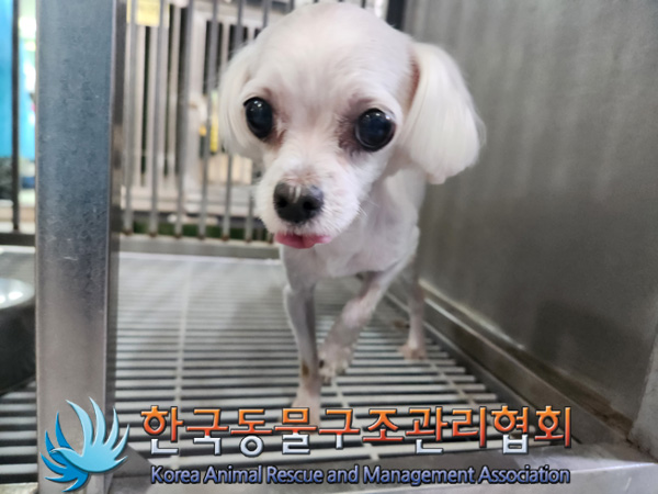 말티즈 이미지 파일 입니다.