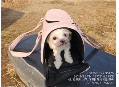 말티즈 이미지 파일 입니다.