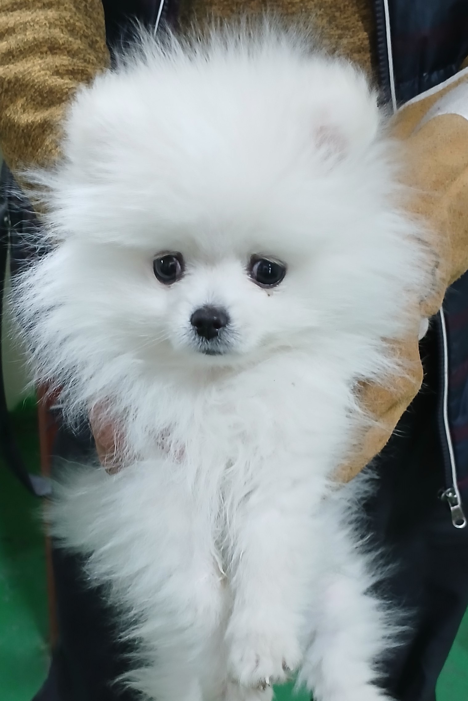 포메라니안 이미지 파일 입니다.