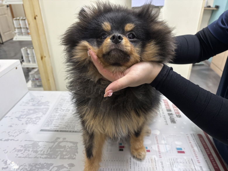 포메라니안 이미지 파일 입니다.