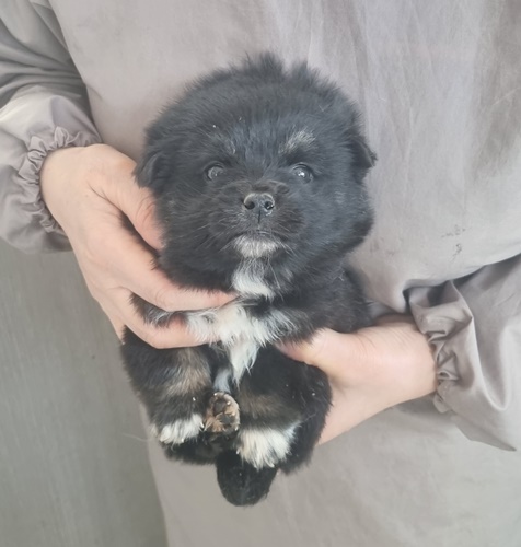 믹스견 이미지 파일 입니다.